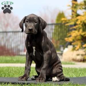 Bella, Great Dane Puppy