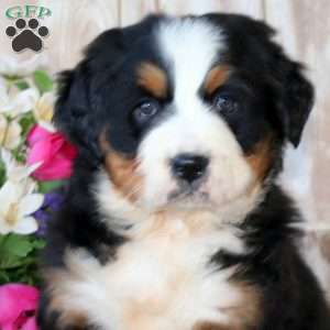Bella, Bernese Mountain Dog Puppy