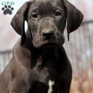 Bella, Great Dane Puppy