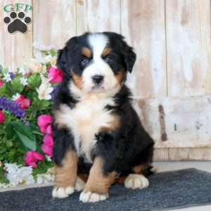 Bella, Bernese Mountain Dog Puppy