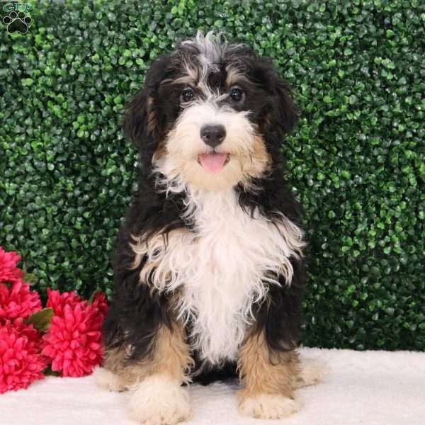 Bella, Mini Bernedoodle Puppy