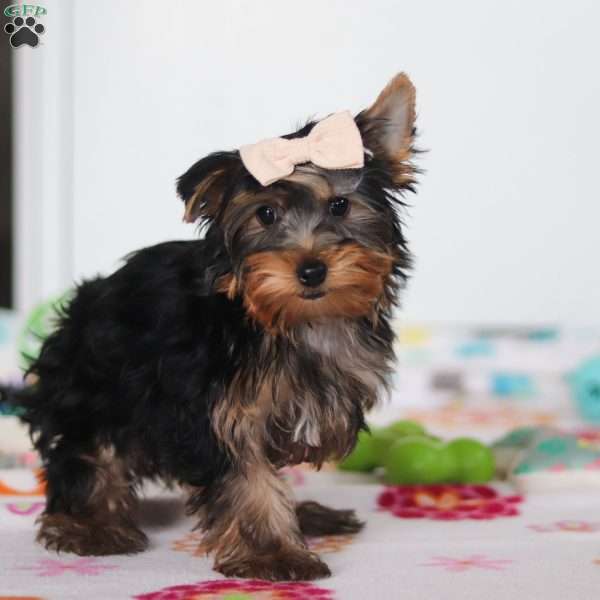 Bella, Yorkie Puppy