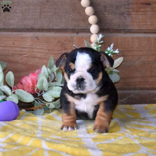 Belle, Beabull Puppy