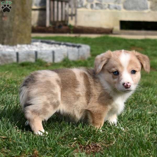 Belle, Pembroke Welsh Corgi Puppy