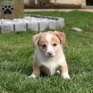 Belle, Pembroke Welsh Corgi Puppy