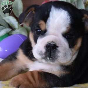 Belle, Beabull Puppy