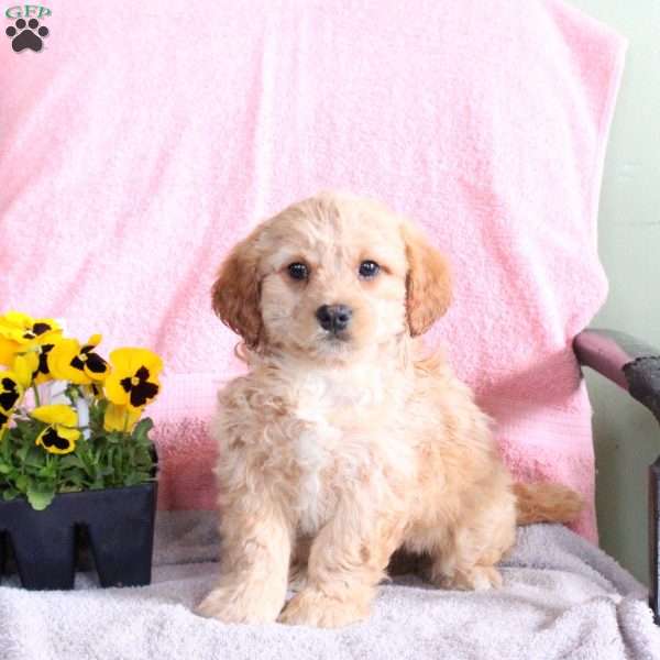 Benji, Miniature Poodle Mix Puppy