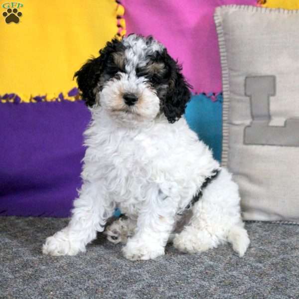 Benji, Cockapoo Puppy