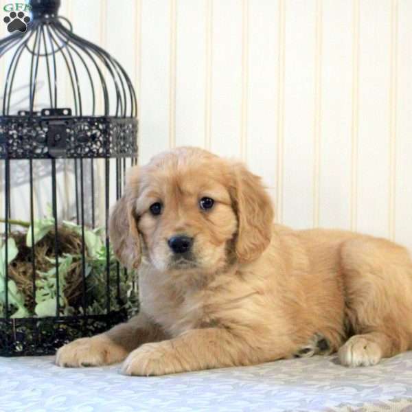 Benji, Miniature Golden Retriever Puppy