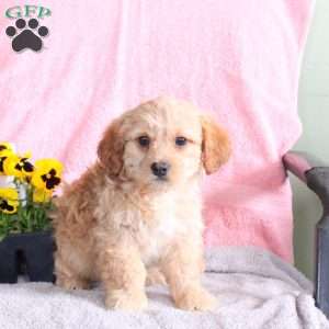 Benji, Miniature Poodle Mix Puppy