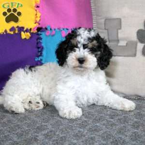 Benji, Cockapoo Puppy