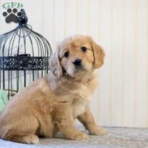 Benji, Miniature Golden Retriever Puppy