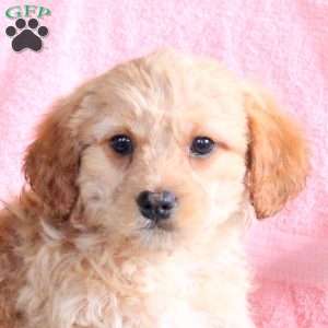 Benji, Miniature Poodle Mix Puppy