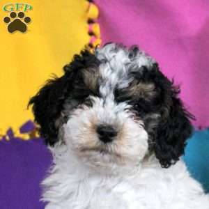 Benji, Cockapoo Puppy