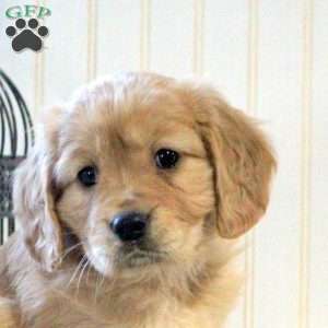 Benji, Miniature Golden Retriever Puppy