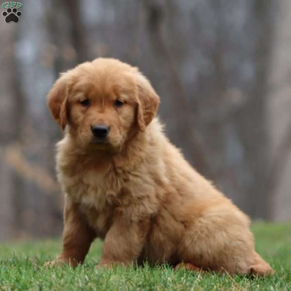 Benji, Golden Retriever Puppy