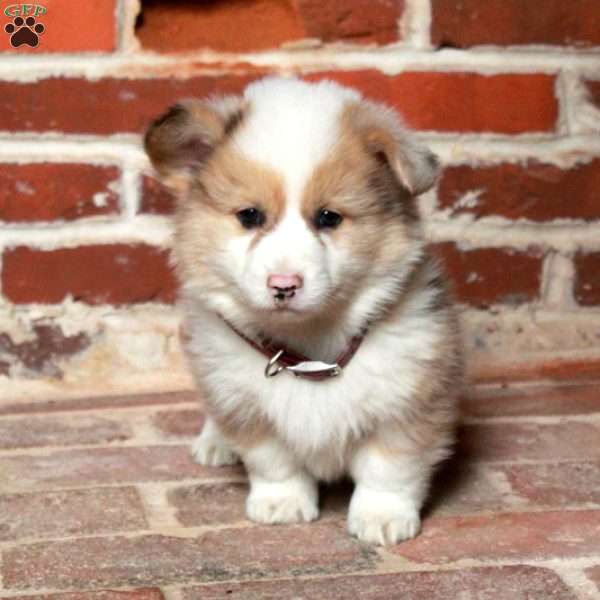 Benny, Pembroke Welsh Corgi Puppy