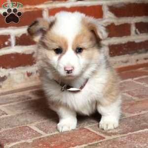 Benny, Pembroke Welsh Corgi Puppy