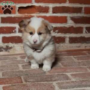 Benny, Pembroke Welsh Corgi Puppy