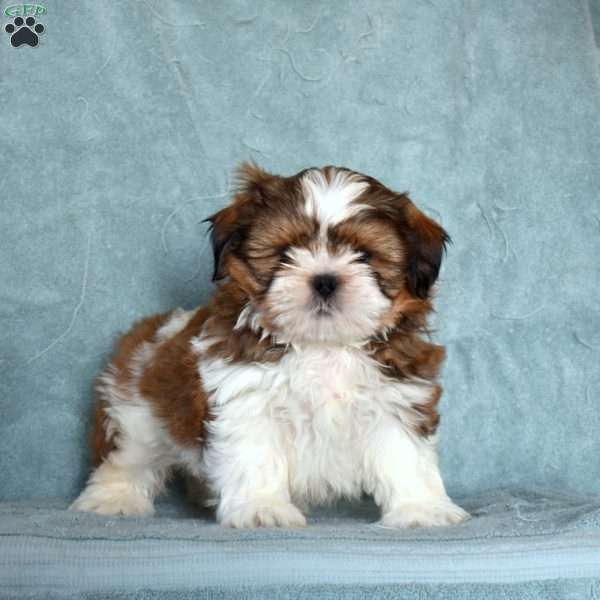 Bentley, Shih Tzu Puppy