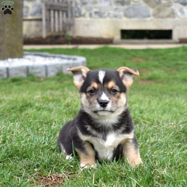 Bentley, Pembroke Welsh Corgi Puppy
