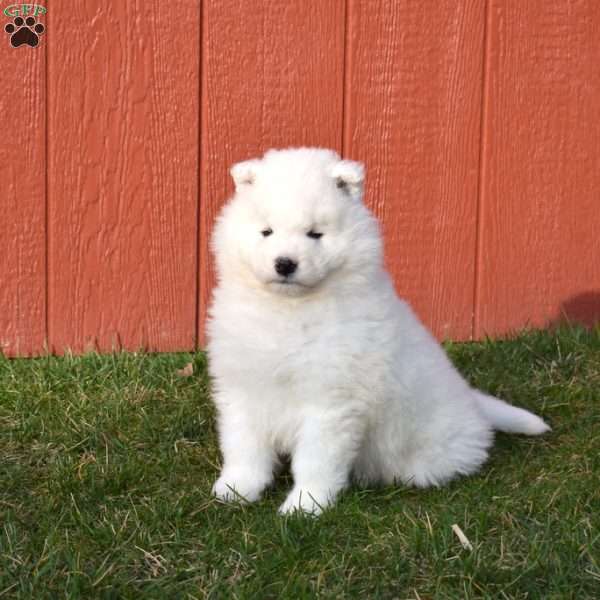 Bentley, Samoyed Puppy