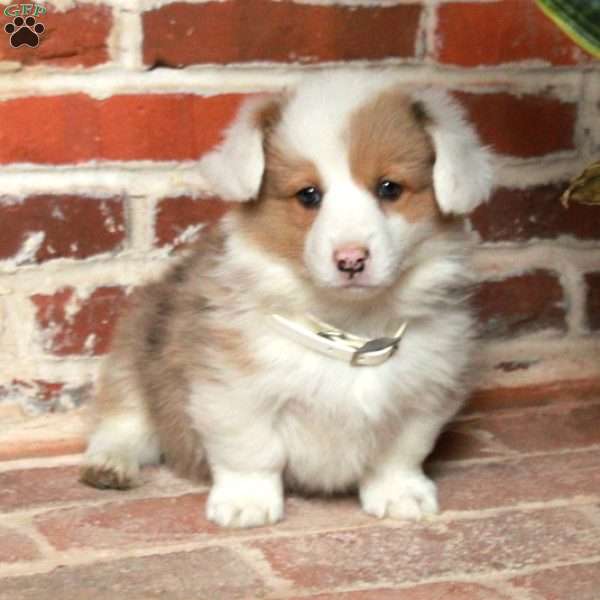 Bentley, Pembroke Welsh Corgi Puppy