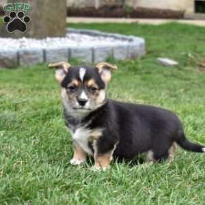 Bentley, Pembroke Welsh Corgi Puppy