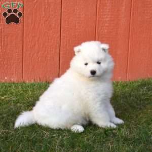 Bentley, Samoyed Puppy