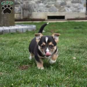 Bentley, Pembroke Welsh Corgi Puppy