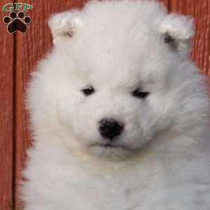Bentley, Samoyed Puppy