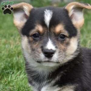 Bentley, Pembroke Welsh Corgi Puppy