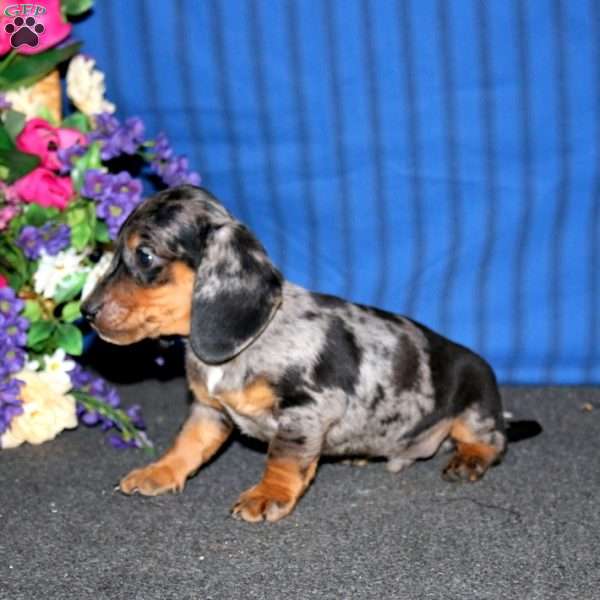 Bentley, Dachshund Puppy