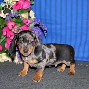 Bentley, Dachshund Puppy