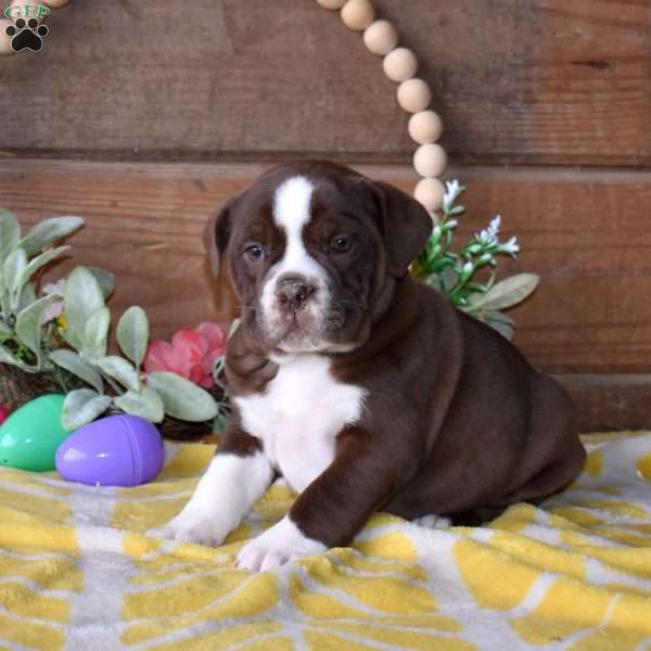 Berry, Beabull Puppy