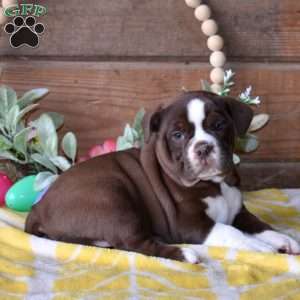 Berry, Beabull Puppy