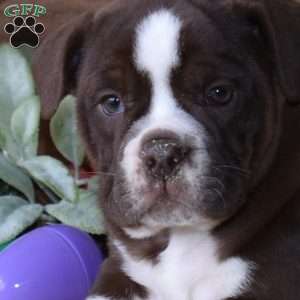 Berry, Beabull Puppy