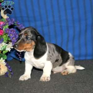 Bryson, Dachshund Puppy