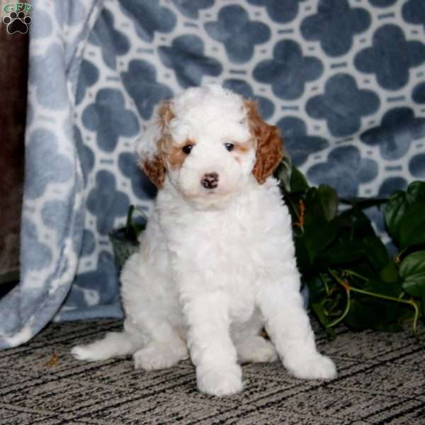 Betsy, Mini Bernedoodle Puppy