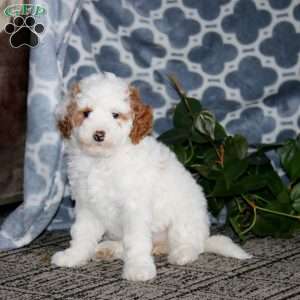 Betsy, Mini Bernedoodle Puppy