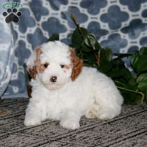Betsy, Mini Bernedoodle Puppy