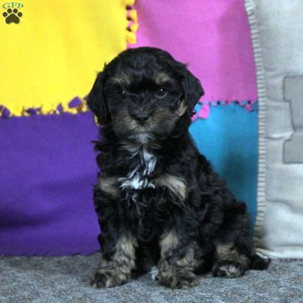 Betty, Cockapoo Puppy