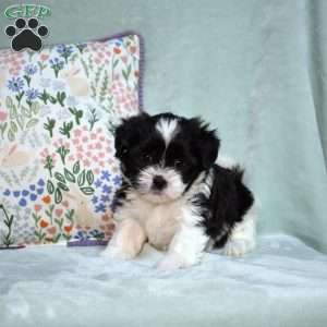 Betty, Teddy Bear Puppy