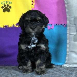 Betty, Cockapoo Puppy