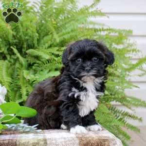 Betty, Shih-Poo Puppy