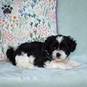 Betty, Teddy Bear Puppy