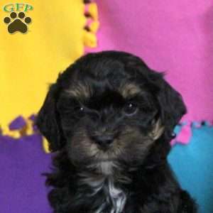 Betty, Cockapoo Puppy