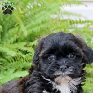 Betty, Shih-Poo Puppy
