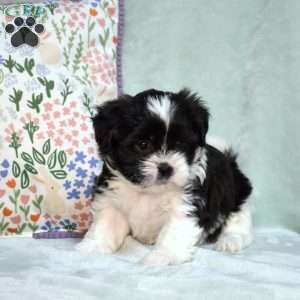 Betty, Teddy Bear Puppy