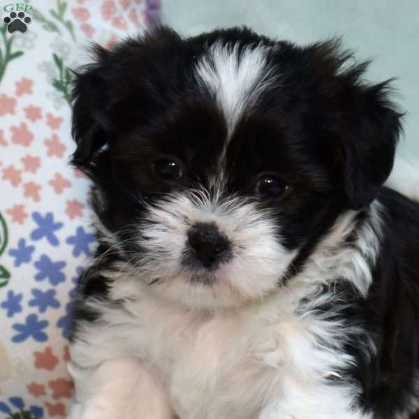 Betty, Teddy Bear Puppy